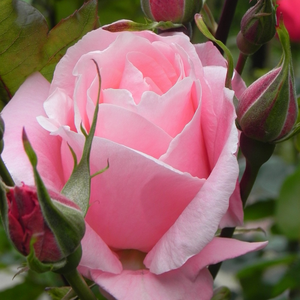 Pоза Кралица Елизабет - розов - Грандифлора–рози от флорибунда